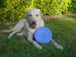 Used Dog Supplies for Sale